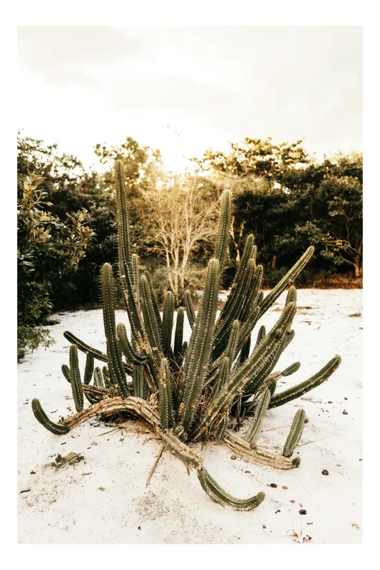 Tablou Canvas, "Cactus solitar în deșertul alb", Cactus, Nisip, Verdeață, Cer, Vegetație, Tufișuri, Natură., 50 x 90 cm