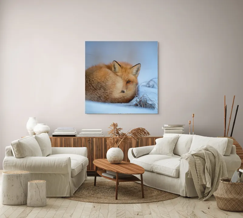 Tablou Canvas, "Vulpe odihnindu-se în zăpadă rece", Nu știu cine este în imagine., 100 x 100 cm – poza 3