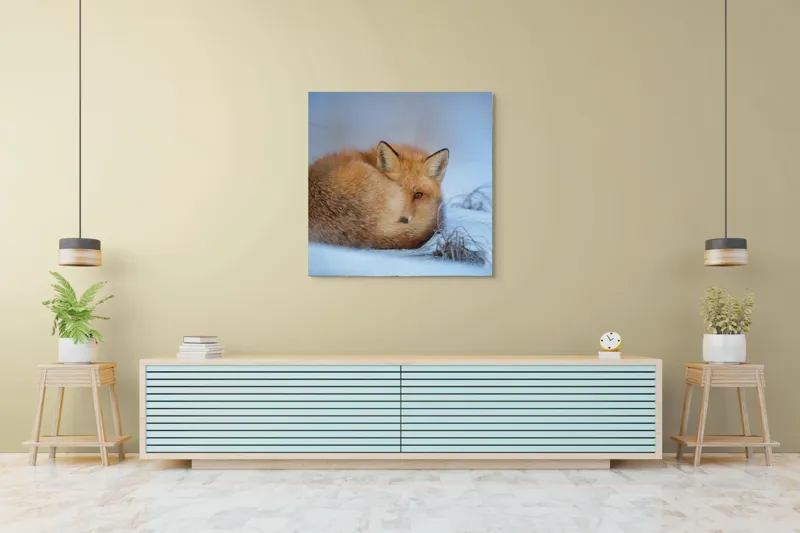 Tablou Canvas, "Vulpe odihnindu-se în zăpadă rece", Nu știu cine este în imagine., 100 x 100 cm – poza 5