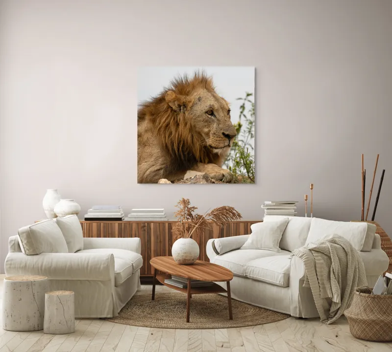 Tablou Canvas, "Regele savanei în amurg liniștit", 100 x 100 cm – poza 3
