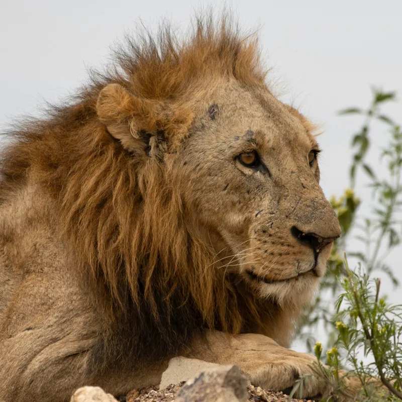 Tablou Canvas, "Regele savanei în amurg liniștit", 100 x 100 cm – poza 2