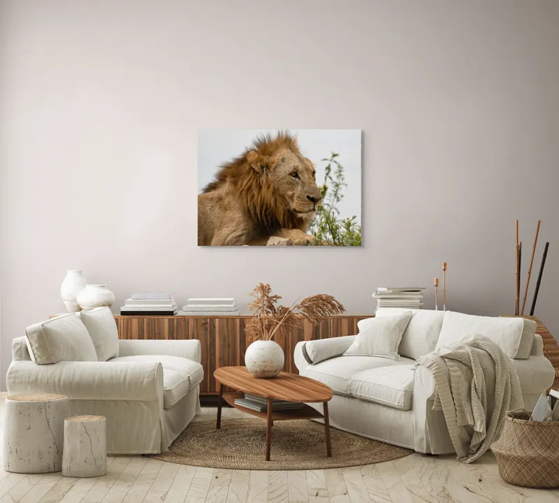 Tablou Canvas, "Regele savanei în amurg liniștit", 100 x 70 cm – poza 3