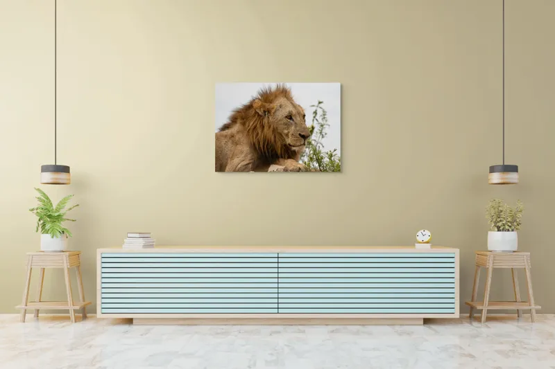 Tablou Canvas, "Regele savanei în amurg liniștit", 100 x 70 cm – poza 4