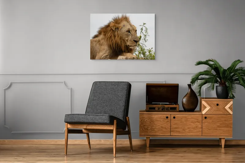 Tablou Canvas, "Regele savanei în amurg liniștit", 100 x 70 cm – poza 8