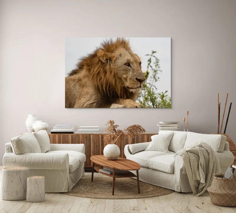 Tablou Canvas, "Regele savanei în amurg liniștit", 150 x 100 cm – poza 3