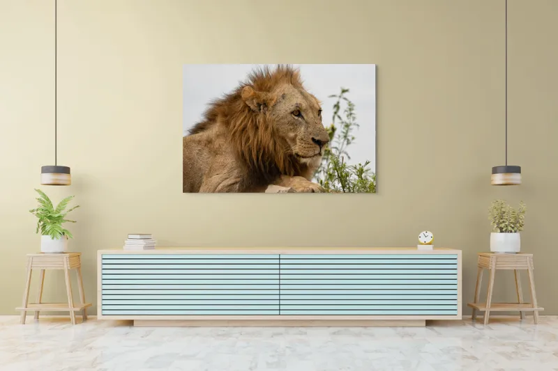 Tablou Canvas, "Regele savanei în amurg liniștit", 150 x 100 cm – poza 6