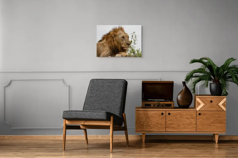 Tablou Canvas, "Regele savanei în amurg liniștit", 70 x 50 cm – poza 4