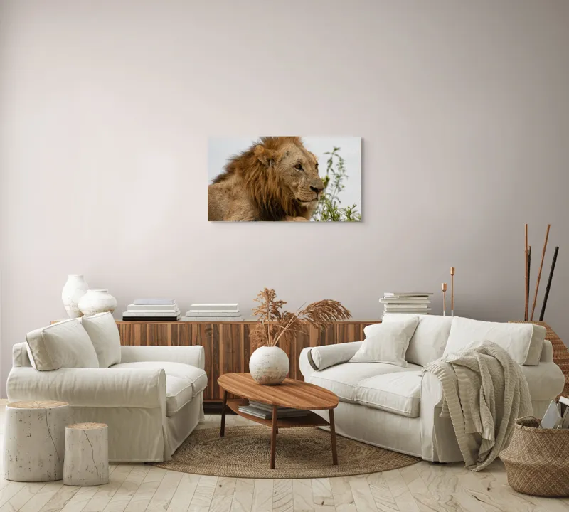 Tablou Canvas, "Regele savanei în amurg liniștit", 90 x 50 cm – poza 4