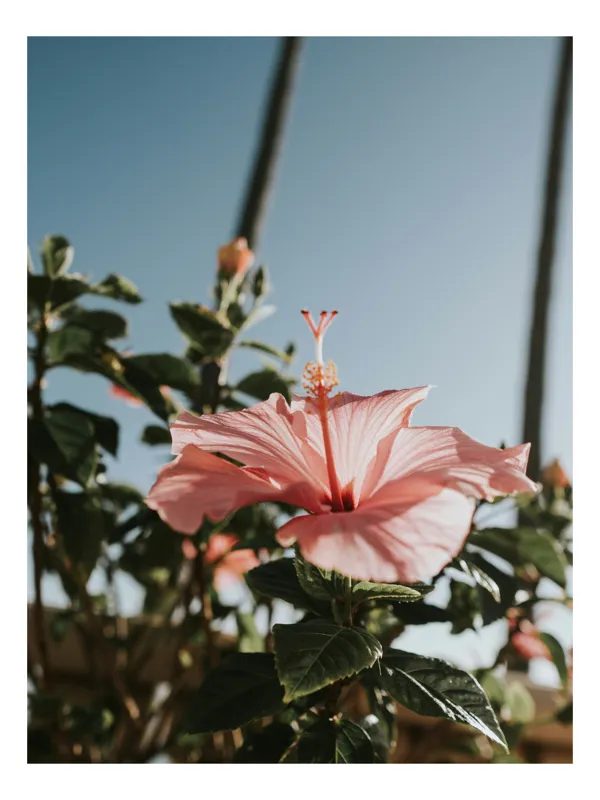 Tablou Canvas, "Floare de hibiscus sub cer senin", Floare, Trandafir, Cer, Albastru, Frunze, Natură, Soare, Verde, Exotic, Frumusețe, 26 x 39 cm