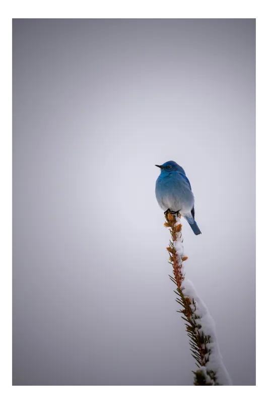 Tablou Canvas, "Pasărea albastră pe creanga înzăpezită", Pasăre, Albastră, Cer, Vârf, Ramură, Zăpadă, Iarnă, Singurătate, Natură, Frig., 100 x 150 cm