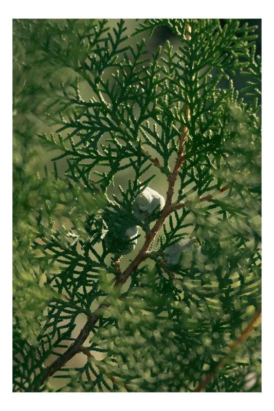 Tablou Canvas, "Verde etern între ac și lumină", Verde, Frunze, Ramură, Lumină, Umbre, Natură, Boboci., 100 x 150 cm