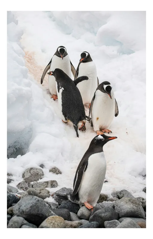 Tablou Canvas, "Pinguini pe zăpadă și pietre gri", Pinguini, Zăpadă, Gheață, Pietre, Grup, Frig, Natură, Antarctica, 50 x 90 cm