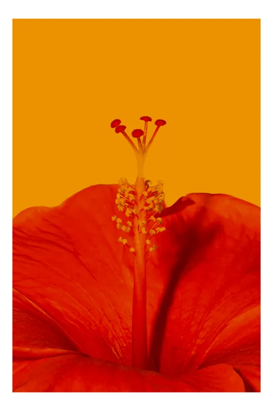 Tablou Canvas, "Frumusețea trandafirului tropical vibrant", Floare, Portocaliu, Stigmat, Petale, Natură, 39 x 54 cm