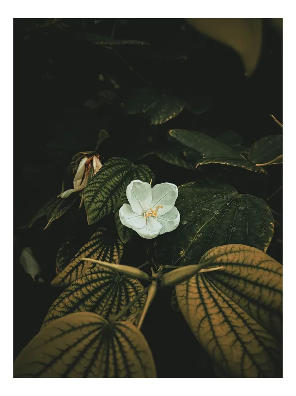 Tablou Canvas, "Floare albă ascunsă în umbră", Flori, Frunze, Umbre, Lumină, Natură, Contrast, Textură, Senzualitate, 39 x 54 cm