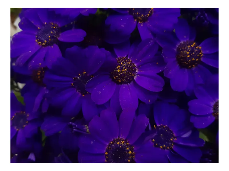 Tablou Canvas, "Splendoarea florilor violet în noapte", Flori, Violete, Petale, Intens, Strălucire, Texturi, Naturalețe, Frumusețe, Profunzime, Contrast, 39 x 26 cm
