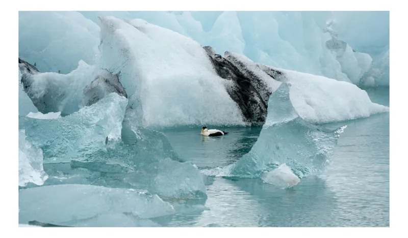 Tablou Canvas, "Rătăcirea eiderului printre ghețari imenși", Gheață, Antarctică, Aventura, Solitudine, Rece, Natură, Reflectare, Pinguin, Tranquilitate, Albastru., 54 x 39 cm