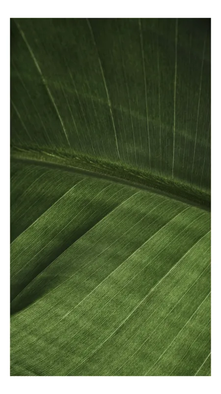 Tablou Canvas, "Textura armonioasă a frunzei verzi", Frunziș, Verde, Textură, Natură, Veziune, Vibrație, Simetrie, Detaliu, Viață, 100 x 100 cm