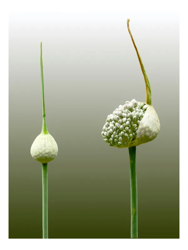 Tablou Canvas, "Boboci de ceapă înflorind gradat", Boboc, Înflorire, Verde, Natural, Simplist, Organic, Puritate, Natură, Curgere, Hrană, Reînnoire, Creștere., 39 x 54 cm
