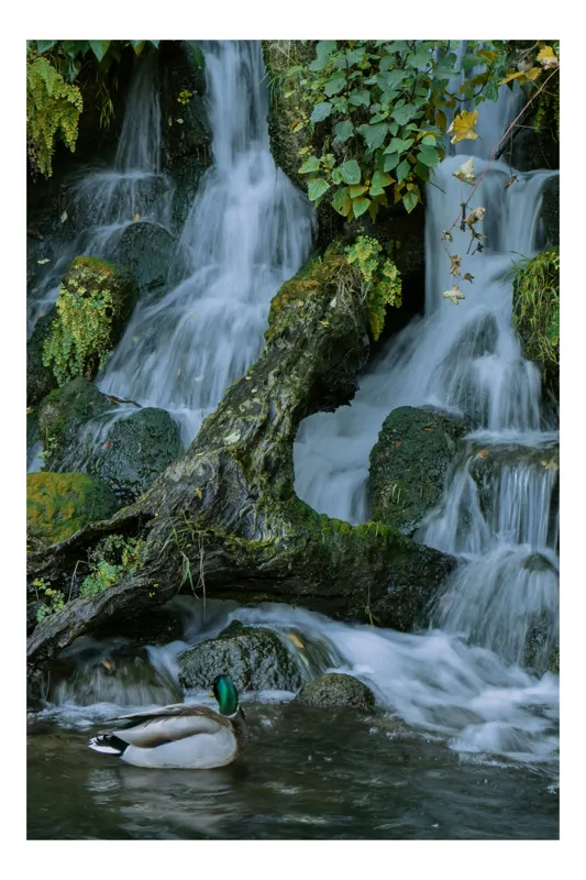 Tablou Canvas, "Rătăcirea unei rațe printre cascade", Apa, Cascadă, Rățușcă, Vegetație, Rocă, Licheni, Trunchi, Pădure, Natural, Sălbatic., 100 x 150 cm