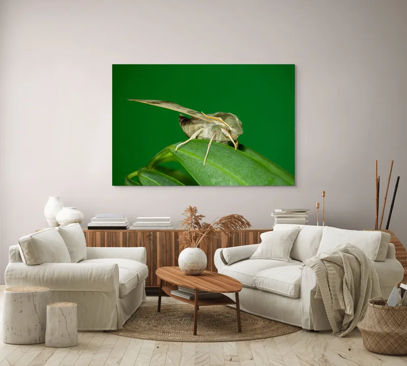 Tablou Canvas, "Molie odihnindu-se pe frunza verde", Fluture, Verde, Frunză, Aripi, Natură, Insectă, Fundal, Detaliu, Contrast, Delicat., 150 x 100 cm – poza 3