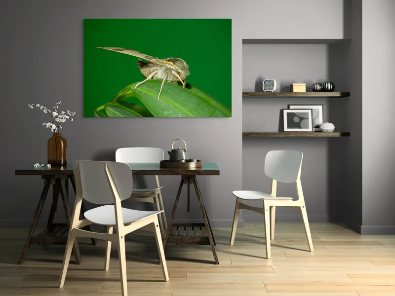 Tablou Canvas, "Molie odihnindu-se pe frunza verde", Fluture, Verde, Frunză, Aripi, Natură, Insectă, Fundal, Detaliu, Contrast, Delicat., 150 x 100 cm – poza 5