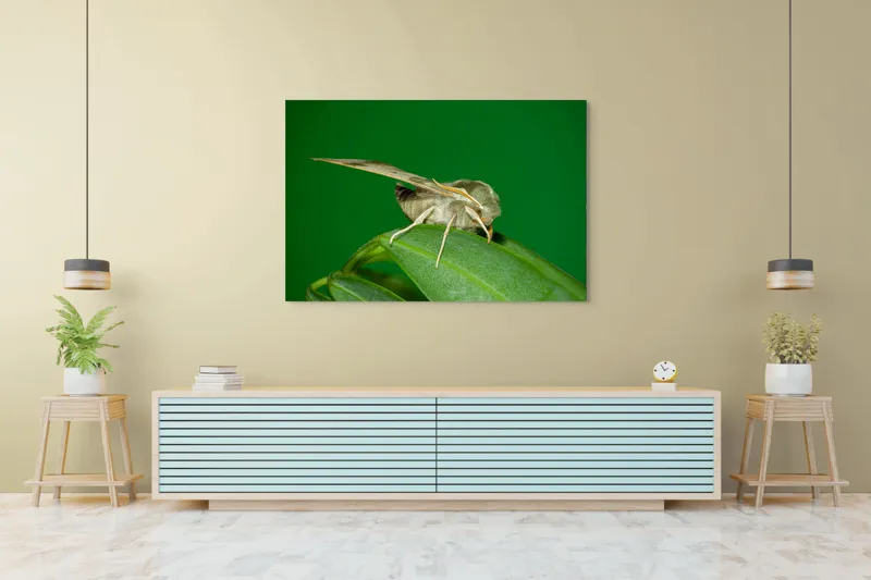 Tablou Canvas, "Molie odihnindu-se pe frunza verde", Fluture, Verde, Frunză, Aripi, Natură, Insectă, Fundal, Detaliu, Contrast, Delicat., 150 x 100 cm – poza 6