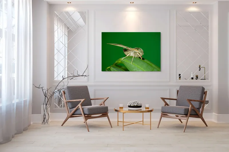 Tablou Canvas, "Molie odihnindu-se pe frunza verde", Fluture, Verde, Frunză, Aripi, Natură, Insectă, Fundal, Detaliu, Contrast, Delicat., 150 x 100 cm – poza 7
