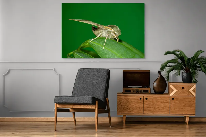 Tablou Canvas, "Molie odihnindu-se pe frunza verde", Fluture, Verde, Frunză, Aripi, Natură, Insectă, Fundal, Detaliu, Contrast, Delicat., 150 x 100 cm – poza 8