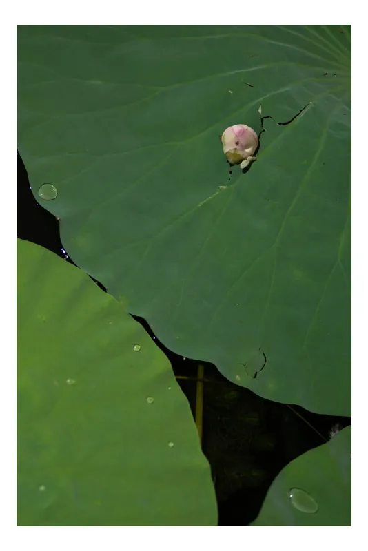 Tablou Canvas, "Boboc de lotus pe frunze verzi", Frunze, Lotus, Picături, Verde, Boboc, Crăpătură, Textură, Natură, 39 x 54 cm