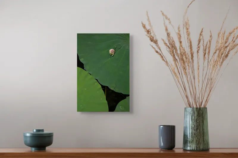 Tablou Canvas, "Boboc de lotus pe frunze verzi", Frunze, Lotus, Picături, Verde, Boboc, Crăpătură, Textură, Natură, 26 x 39 cm – poza 5