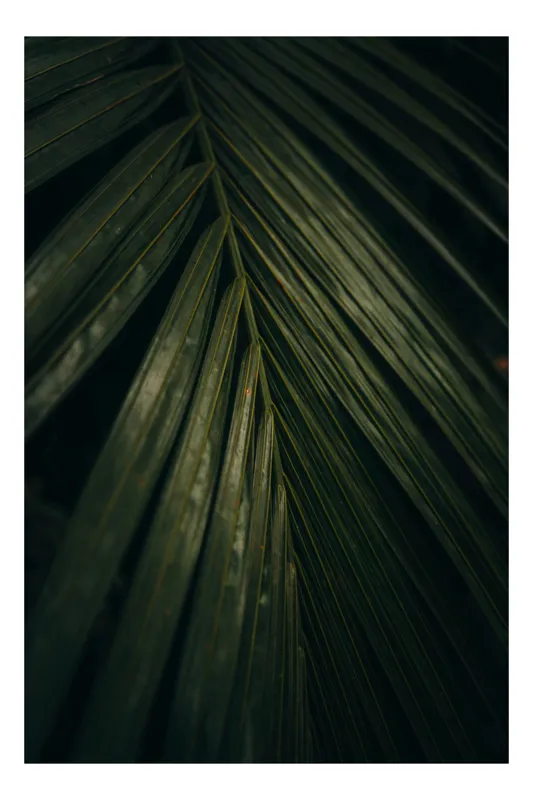 Tablou Canvas, "Frunza enigmatică în întunericul pădurii", Frunze, Verzi, Palmier, Textură, Natură, Organic, Întunecat, Frunziș, 100 x 150 cm
