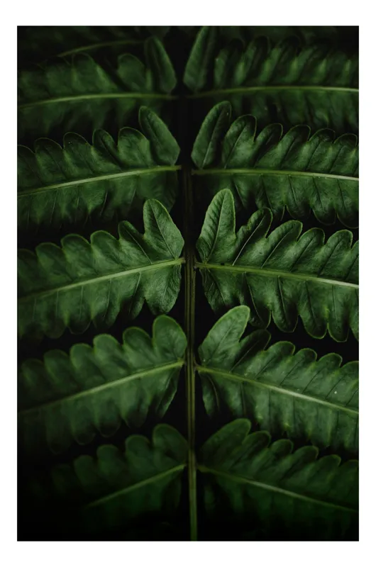 Tablou Canvas, "Frunze de ferigă în armonie naturală", Frunziș, Simetrie, Verde, Natură, Textură, Frunze, Umbre, Contrast, Eleganță, Mister, 50 x 50 cm