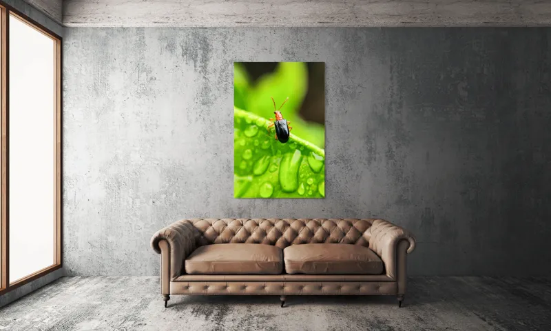 Tablou Canvas, "Gândăcel pe frunza înrourată verde", Gândac, Frunză, Picături, Verde, Textură, Natură, Aproape, Clar, Mic, Viu, 100 x 150 cm – poza 6