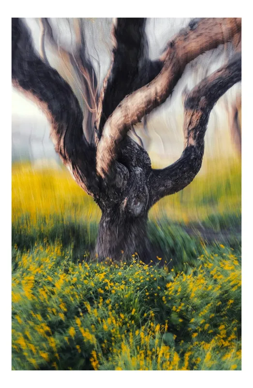 Tablou Canvas, "În dansul naturii misterioase", Copac, Vechi, Răsucit, Flori, Galbene, Viu, Vibrant, Mișcare, Natură, Misterios., 39 x 54 cm