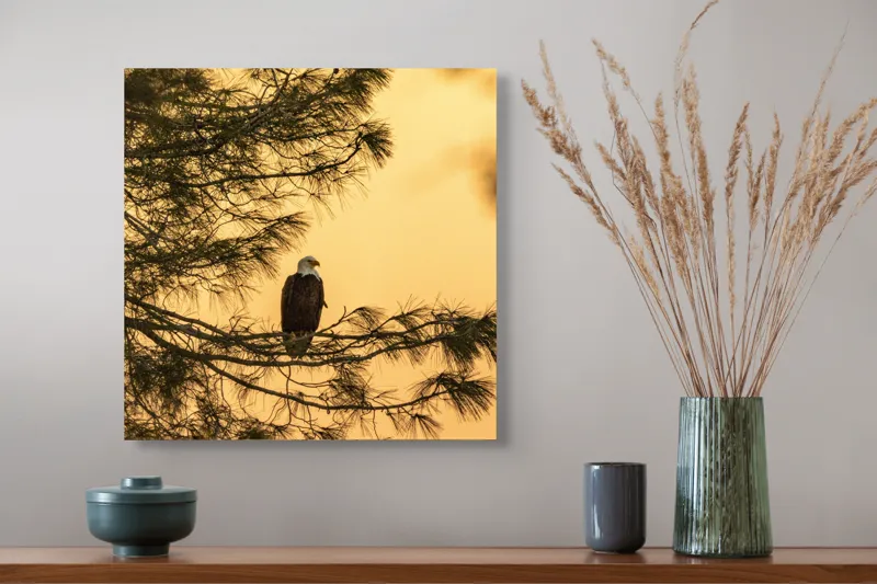 Tablou Canvas, "Vulturul în apusul de aur", Vultur, Ramură, Apus, Siluetă, Natură, Liniște, Eleganță, Contemplare, 50 x 50 cm – poza 4