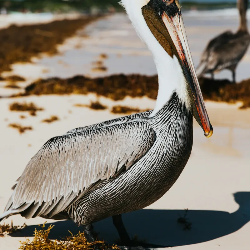 Tablou Canvas, "Pelican visător pe plajă însorită", Pelican, Plajă, Mare, Nisip, Alge, Cer Albastru, Pene, Pasăre, Apă, Natură, 100 x 100 cm – poza 2