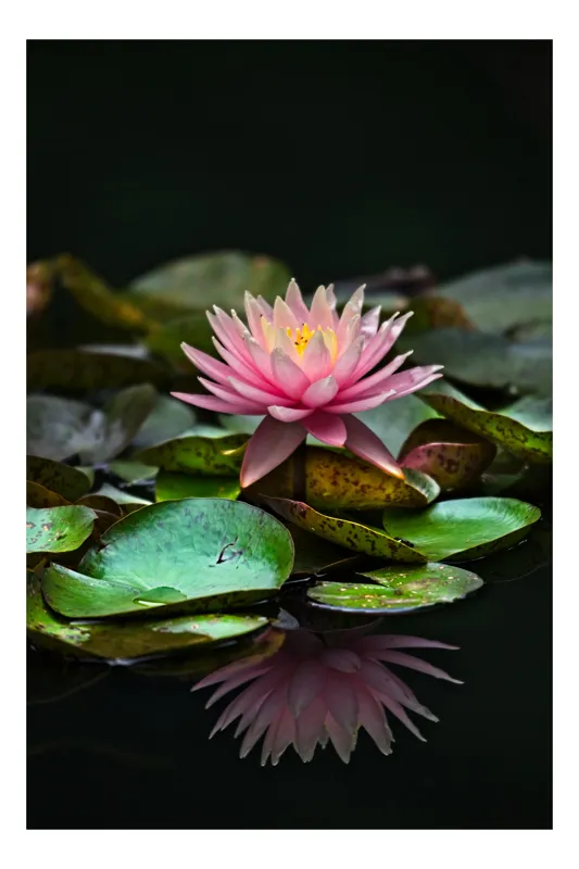 Tablou Canvas, "Lotus senin pe apa întunecată", Floare, Lac, Frunza, Apă, Reflecție, Natură, Tranquilitate, Petale, Verde, Roz, 70 x 100 cm