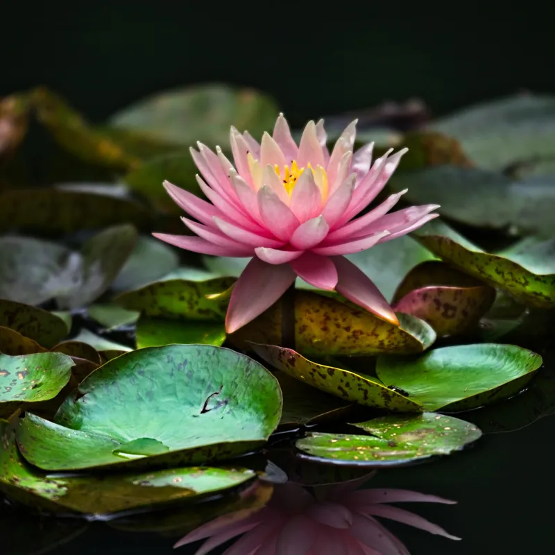 Tablou Canvas, "Lotus senin pe apa întunecată", Floare, Lac, Frunza, Apă, Reflecție, Natură, Tranquilitate, Petale, Verde, Roz, 100 x 100 cm – poza 2