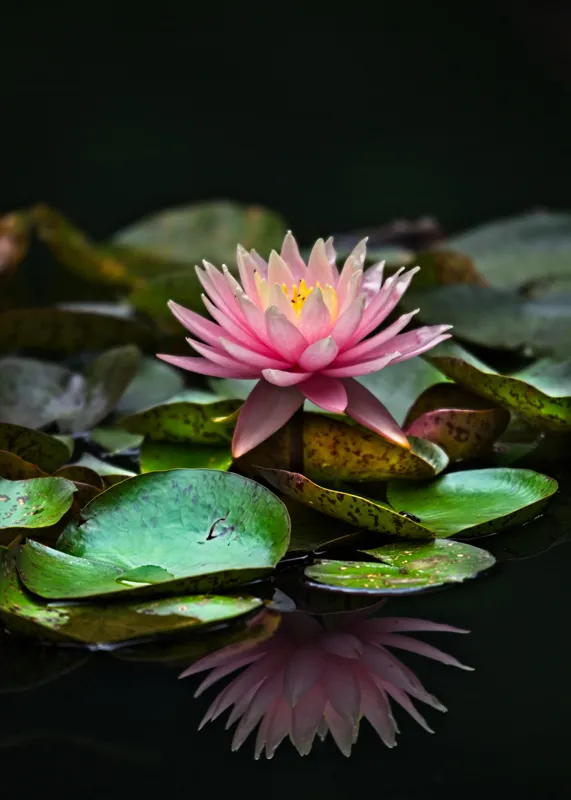 Tablou Canvas, "Lotus senin pe apa întunecată", Floare, Lac, Frunza, Apă, Reflecție, Natură, Tranquilitate, Petale, Verde, Roz, 50 x 70 cm – poza 2