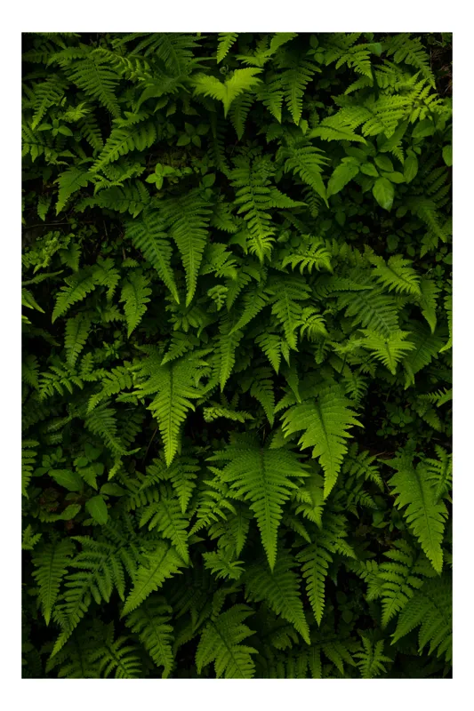 Tablou Canvas, "Frunziș luxuriant în pădure adâncă", Frunze, Verzi, Ferigi, Vegetație, Natural, Verdant, Frumusețe, Textură, Luxuriant, Înverzit, 100 x 150 cm