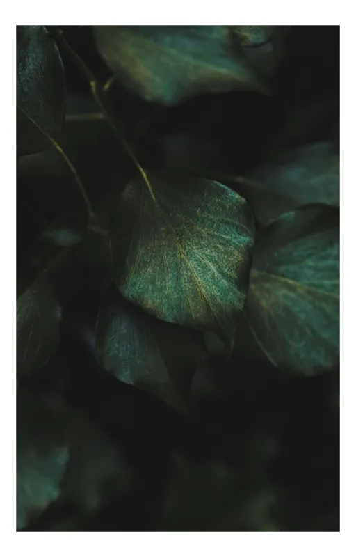 Tablou Canvas, "Verdele nopții adânci de pădure", Verdant, Textured, Lush, Mysterious, Natural, 50 x 90 cm