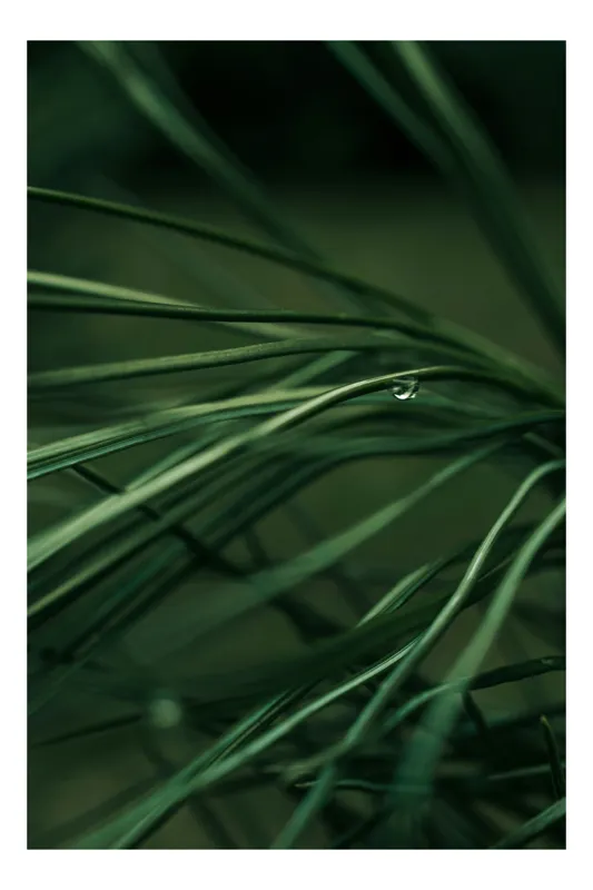 Tablou Canvas, "Roua pe firele de iarbă verde", Frunze, Verde, Picături, Natură, Delicat, Umiditate, Lumină, Frumusețe, Simplitate, Reflecție, 50 x 90 cm