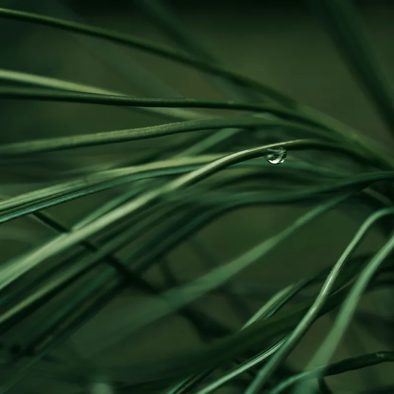 Tablou Canvas, "Roua pe firele de iarbă verde", Frunze, Verde, Picături, Natură, Delicat, Umiditate, Lumină, Frumusețe, Simplitate, Reflecție, 100 x 100 cm – poza 2