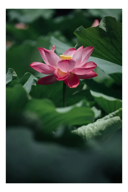 Tablou Canvas, "Frumusețea solitară a lotusului roz", Floare, Lotus, Roz, Frunze, Verde, Natură, Frumusețe, 26 x 39 cm