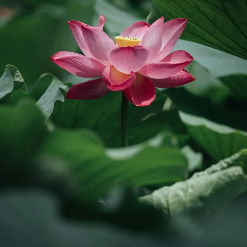Tablou Canvas, "Frumusețea solitară a lotusului roz", Floare, Lotus, Roz, Frunze, Verde, Natură, Frumusețe, 100 x 100 cm – poza 2