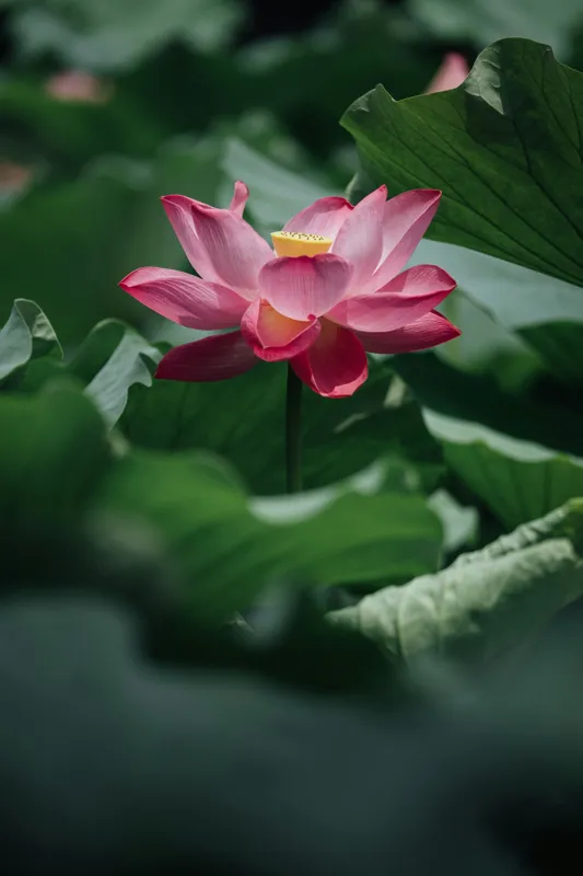 Tablou Canvas, "Frumusețea solitară a lotusului roz", Floare, Lotus, Roz, Frunze, Verde, Natură, Frumusețe, 100 x 150 cm – poza 2