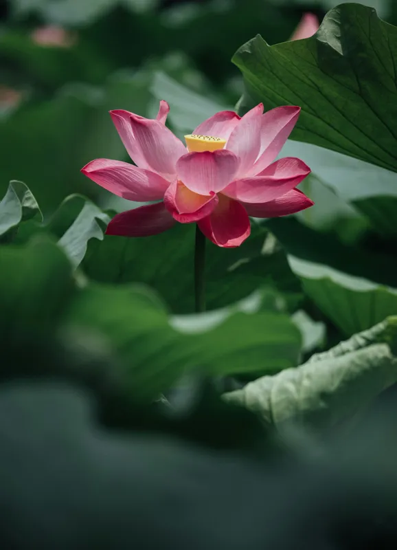Tablou Canvas, "Frumusețea solitară a lotusului roz", Floare, Lotus, Roz, Frunze, Verde, Natură, Frumusețe, 39 x 54 cm – poza 2