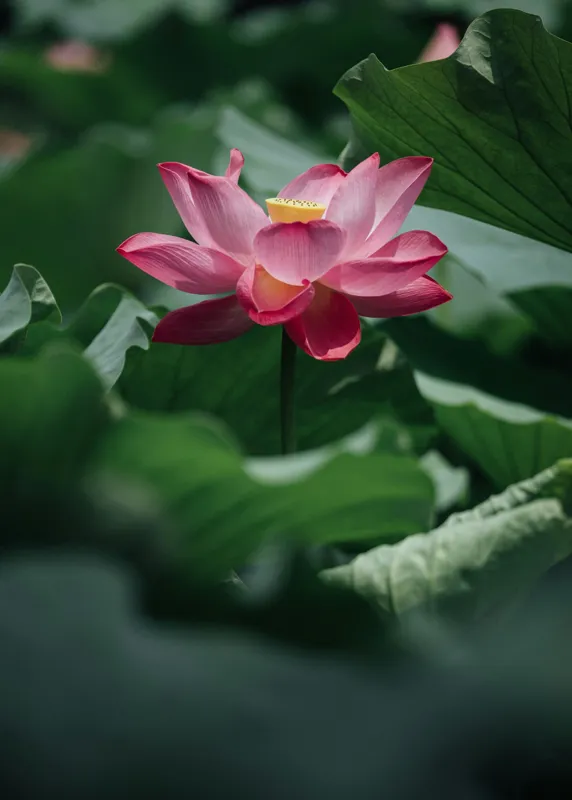 Tablou Canvas, "Frumusețea solitară a lotusului roz", Floare, Lotus, Roz, Frunze, Verde, Natură, Frumusețe, 50 x 70 cm – poza 2
