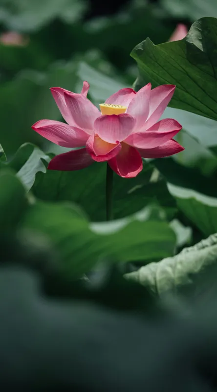 Tablou Canvas, "Frumusețea solitară a lotusului roz", Floare, Lotus, Roz, Frunze, Verde, Natură, Frumusețe, 50 x 90 cm – poza 2
