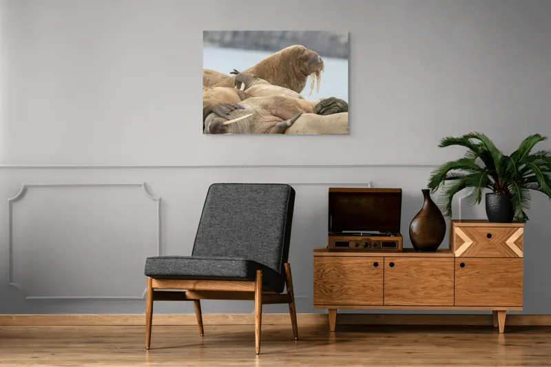 Tablou Canvas, "Colonie de morse pe țărm rece", Nu pot să identific persoane sau animale specifice în imagini. Imaginea pare să prezinte un grup de morsci pe o plajă. Dacă ai nevoie de mai multe detalii sau altceva, te pot ajuta!, 100 x 70 cm – poza 8